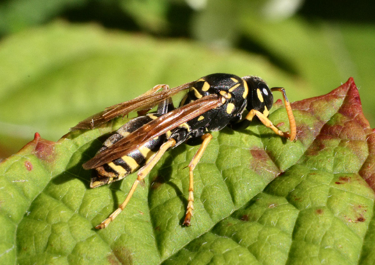 Polistes dominula